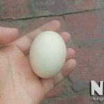 Cách nhận biết trứng gà có trống và cách soi trứng gà có trống