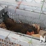 5 Dấu hiệu trứng gà sắp nở nên biết dành cho người mới ấp trứng