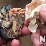 Nguyên nhân trứng gà bị sát vỏ khi nở và 2 cách khắc phục đơn giản