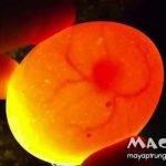 Cách nhận biết trứng ấp hỏng đơn giản chuẩn xác nhất