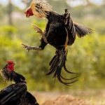 Hướng Dẫn Cách Nhìn Gà Biết Lối Đá Cho Cược Thủ