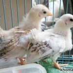 Cách nuôi gà tre con mau lớn - Ít bệnh tật, tỉ lệ sống cực cao