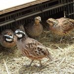 Chim cút ăn gì? Những loại thức ăn cho chim cút theo từng giai đoạn