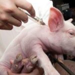 Hướng dẫn một số biện pháp phòng bệnh cho vật nuôi