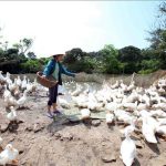 3 bệnh thường gặp ở Vịt & cách Phòng tránh Hiệu quả