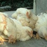 Phương pháp trị bệnh gà ủ rũ kém ăn xệ cánh hiệu quả