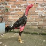 Bệnh ăn không tiêu ở gà chọi và một số cách chữa trị