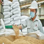 Cách trộn cám đậm đặc cho heo