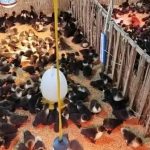 Mô hình nuôi VỊT XIÊM ngàn con hiệu quả