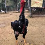 Hướng dẫn sư kê cách nhìn gà biết lối đá chuẩn nhất