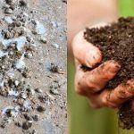 TOP 3 CÁCH Ủ PHÂN GÀ HỮU CƠ BÓN CÂY ĐƠN GIẢN, DỄ LÀM TẠI NHÀ