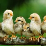 Cám Gà Con Loại Nào Tốt? 10 Thương Hiệu Cám Gà Con Tốt Nhất