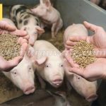 Giá cám lợn trên thị trường hiện nay. Các loại cám cho lợn tốt nhất