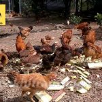 Nuôi con gì dễ kiếm tiền? 5 vật nuôi lợi nhuận cao hiện nay