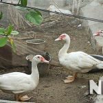 Chi phí nuôi 100 con ngan (vịt xiêm) hết bao nhiêu tiền