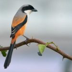 Chim Bách Thanh (Chàng Làng): Đặc điểm, Cách nuôi – Ăn gì, Giá