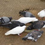 Thức ăn cho chim bồ câu cần nắm