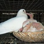 Hướng dẫn quy trình ấp trứng chim bồ câu bằng máy đạt tỷ lệ nở tốt nhất