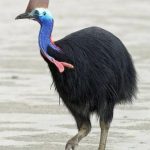 Lý thuyết Sinh học 7 Bài 44: Đa dạng và đặc điểm chung của lớp chim