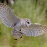 Chim lợn là chim gì? Tai họa khi chim lợn kêu báo hiệu cái chết