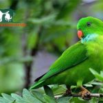 Con Vẹt Cảnh Ăn gì? Cách nuôi? Mua ở đâu? Giá rẻ nhất bao nhiêu