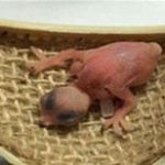 Quá trình nuôi dưỡng chim con qua các giai đoạn phát triển