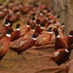 {Bảng giá} mua bán chim trĩ con giống – thịt – trứng tại TPHCM và HN