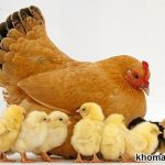 Thức ăn kích thích gà đẻ trứng - Khẩu phần ăn cho gà đẻ trứng hiệu quả nhất