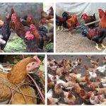 Làm sao để nuôi gà không tốn thức ăn – Gà khỏe – Thịt ngon