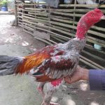 Cho gà chọi ăn gì là tốt nhất? Lưu lại những bí kíp sau