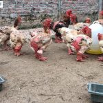 Gà Đông Tảo ăn gì? Nuôi thế nào để nhanh lớn và khỏe mạnh