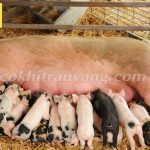 Cho heo nái ăn gì để có nhiều sữa