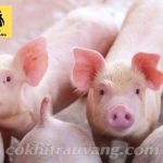 Cho lợn ăn bao nhiêu là hợp lý?