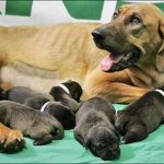 Một năm chó đẻ mấy lứa? Tuổi sinh sản của chó là bao nhiêu?