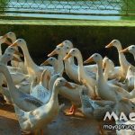 Vịt siêu trứng nuôi bao lâu thì đẻ, mấy tháng đẻ