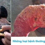 Bệnh Thường Gặp Ở Gà Chọi Và Cách Chữa – Mê Gà Chọi