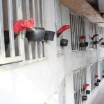 Kích thước chuồng gà chọi đảm bảo thoải mái mà vẫn tiết kiệm