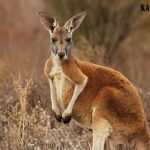 Chuột túi sống ở đâu ? Những điều bạn chưa biết về loại động vật biểu tượng của nước Úc