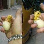 Có cần giúp vịt con nở từ trứng trong máy ấp tại nhà không?