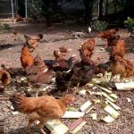 Có nên cho gà ăn cây chuối không? Cách cho gà ăn cây chuối đúng nhất