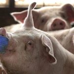 Heo ngộ độc muối - Thiệt hại âm thầm ở trang trại