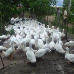 Chế độ thức ăn, nước uống trong kỹ thuật chăn nuôi vịt