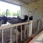 Đà điểu ăn gì - Các loại thức ăn cho đà điểu giúp phát triển tốt nhất