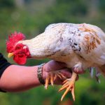 Cựa gà không phải là ngón chân gà