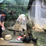 Kỳ lạ: Nuôi loài gà đen xì, chân này 4 ngón, chân kia lại có 5 ngón