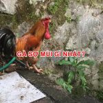 Con Gà Sợ Mùi Gì Nhất? Phương pháp áp dụng trong đời sống