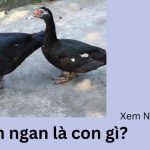 Con ngan là con gì? Tại sao có tên gọi là con ngan?