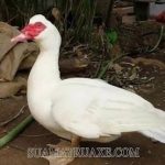 Con ngan là con gì? Làm thế nào để phân biệt được ngan và ngỗng