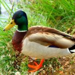 Con ngan là con gì? Một số thông tin cần biết về vịt xiêm