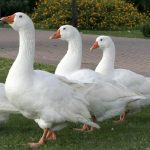 Top 20+ Con Ngỗng Miền Bắc Gọi Là Gì Giá thịt ngỗng bao nhiêu tiền 1 kg? [giá ngỗng hơi, ngỗng thịt] 2023